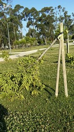 Castelo Branco Vandalismo